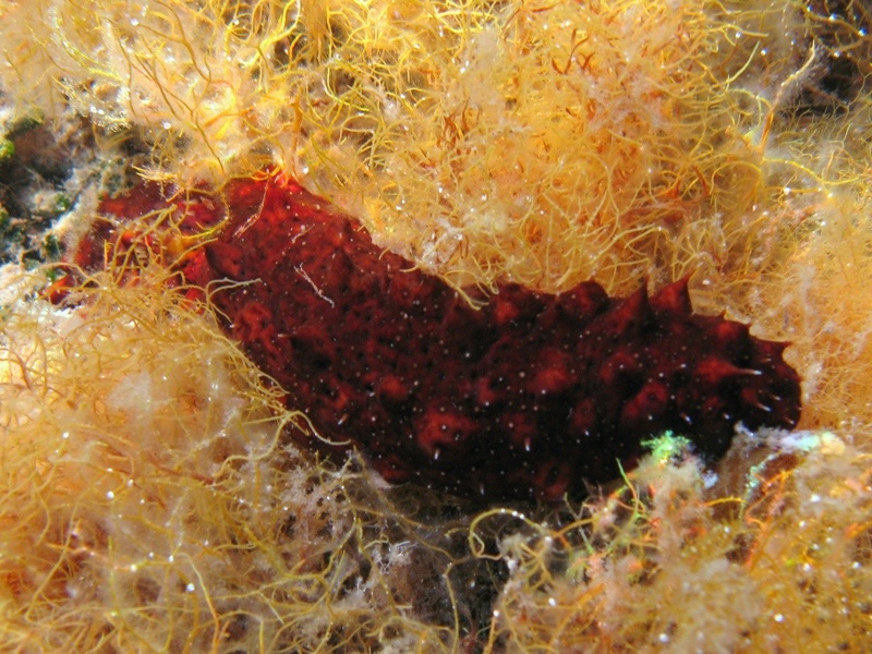 Confronti: Holothuria forskali, Holothuria poli, H. tubulosa